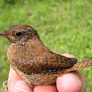 Wren - Accentor